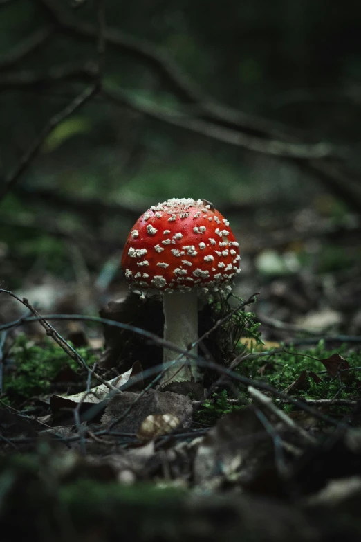 a small mushroom sitting on the ground
