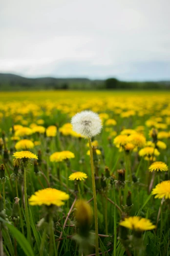 a field full of wildflowers and a dandelion