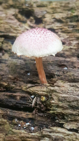 a single white mushroom growing out of the woods