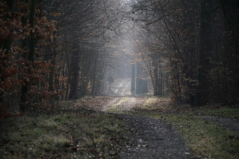 a dirt trail leading through a forest with trees in autumn