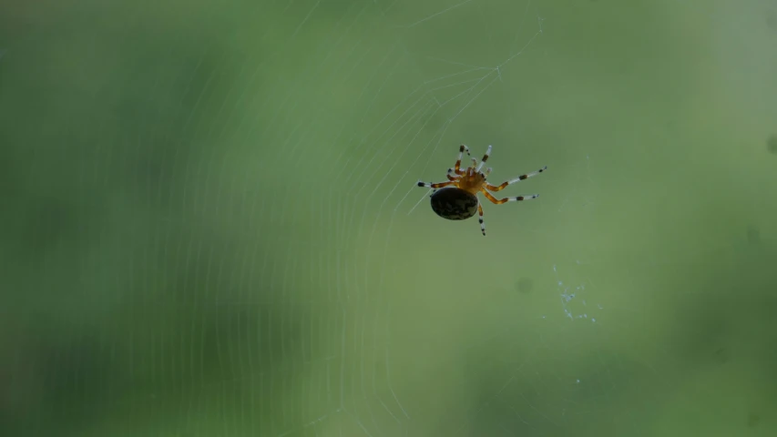 a spider is sitting on its web