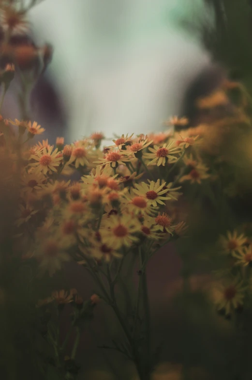 some wild flowers next to the water