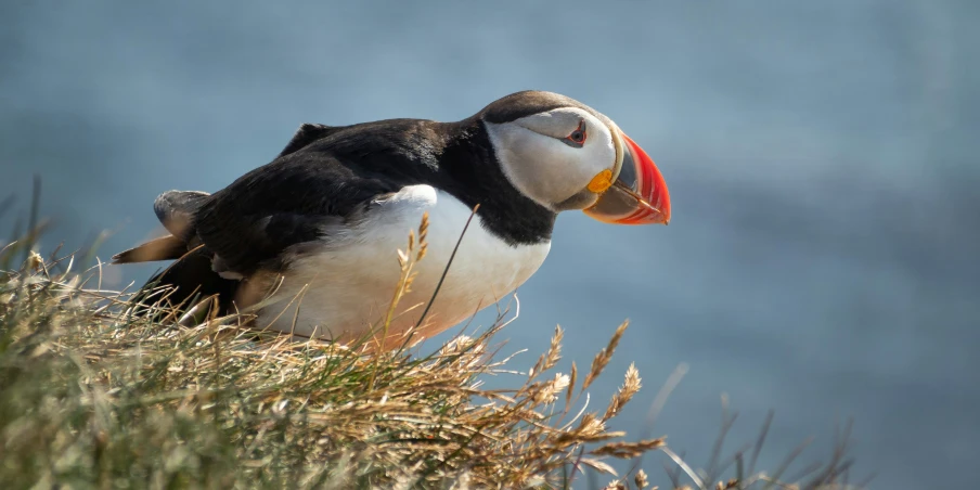 a puffin bird is standing on top of a mountain