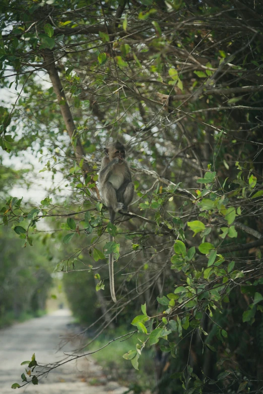 a monkey sitting in the tree on a small street