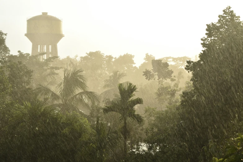 a tower in a forest filled with lots of trees