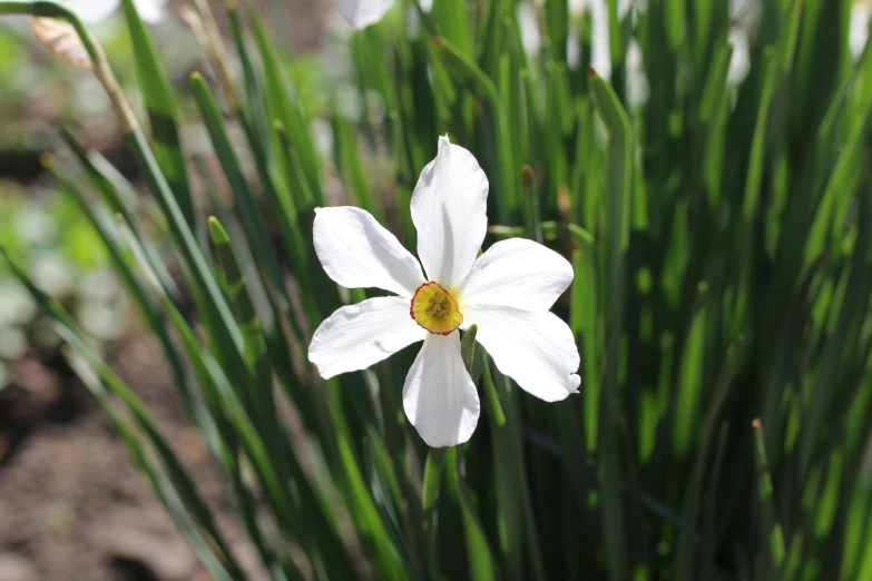 this is a very pretty flower in the grass