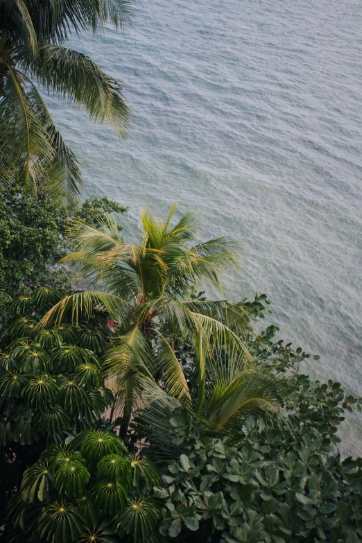 a tree is shown next to the ocean