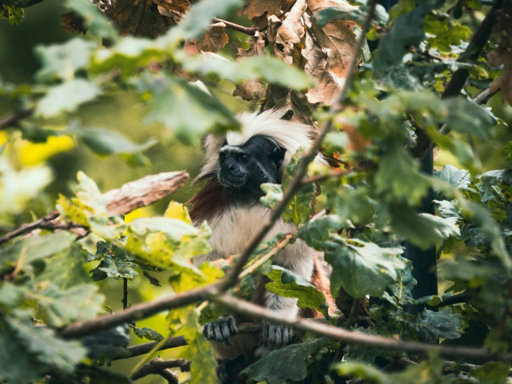 a monkey sitting in the middle of a tree