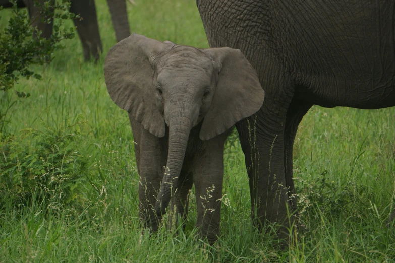 an adult elephant standing behind a baby elephant in a field