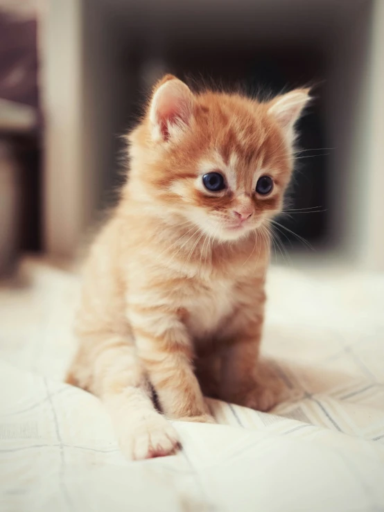 a little orange kitten is on the bed looking at the camera