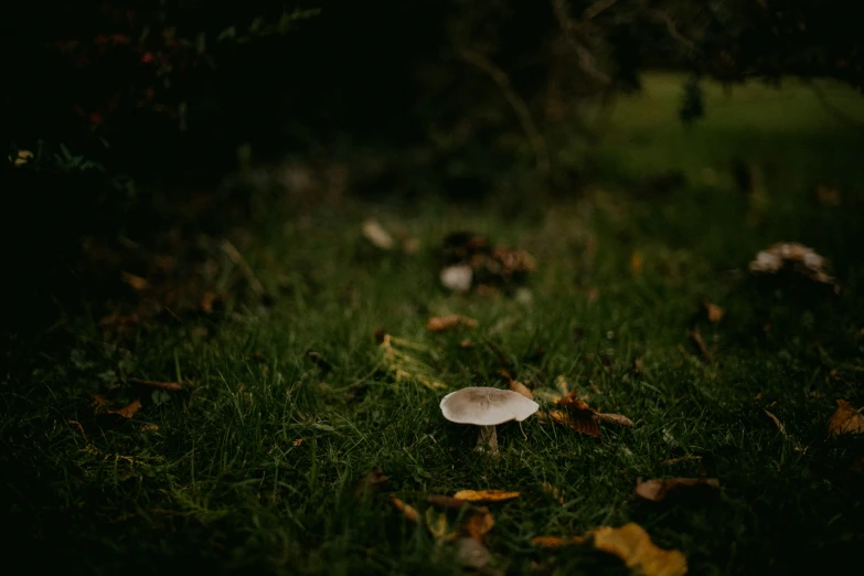 a white mushroom on green grass in a forest