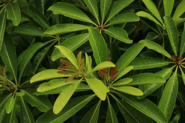 many leaves with the top slightly down