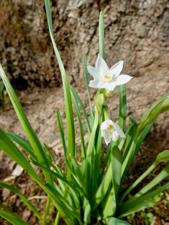 two white flowers in front of a cliff