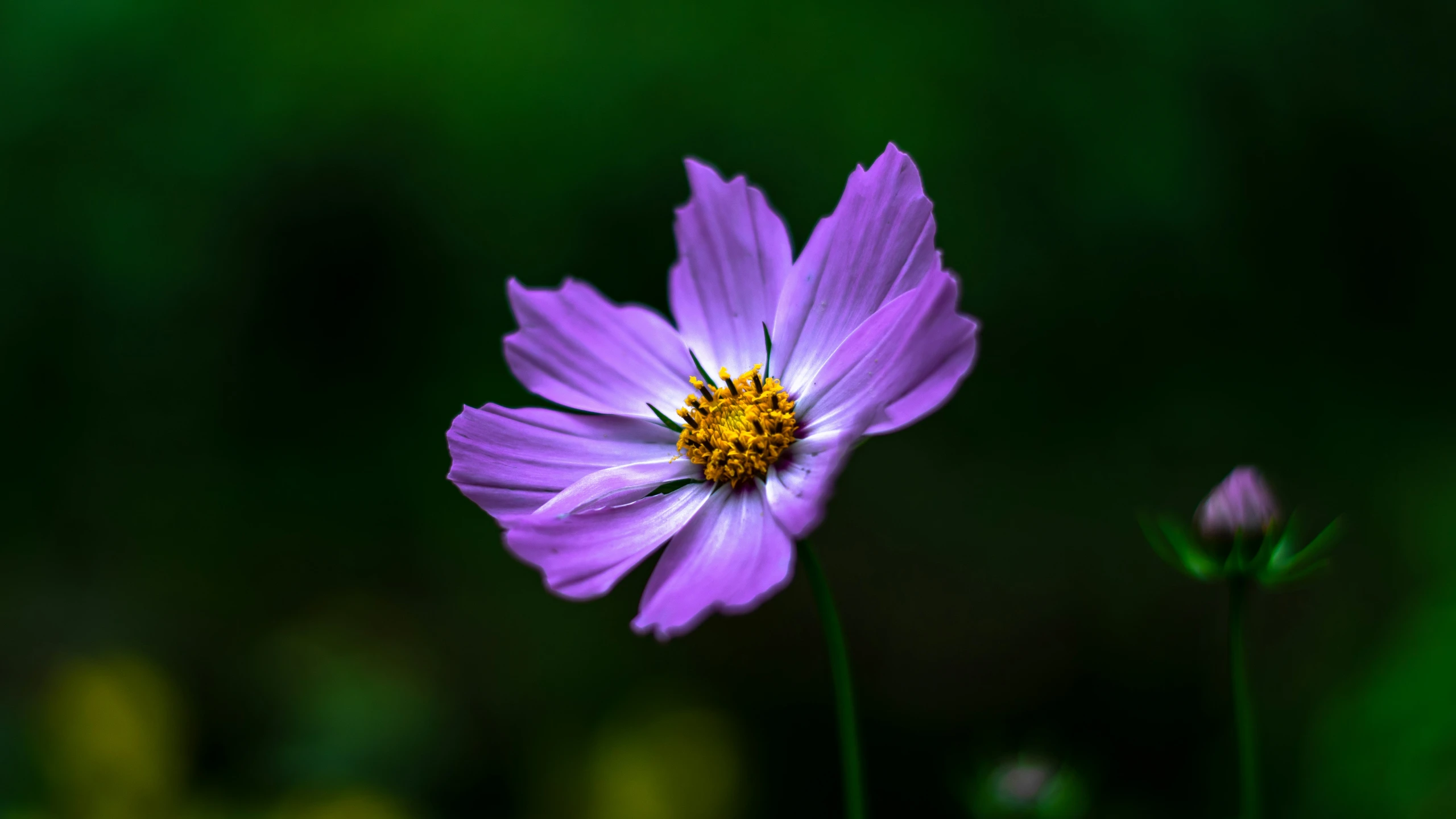 there is a picture of a purple flower