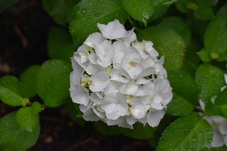 a large white flower with a green stem