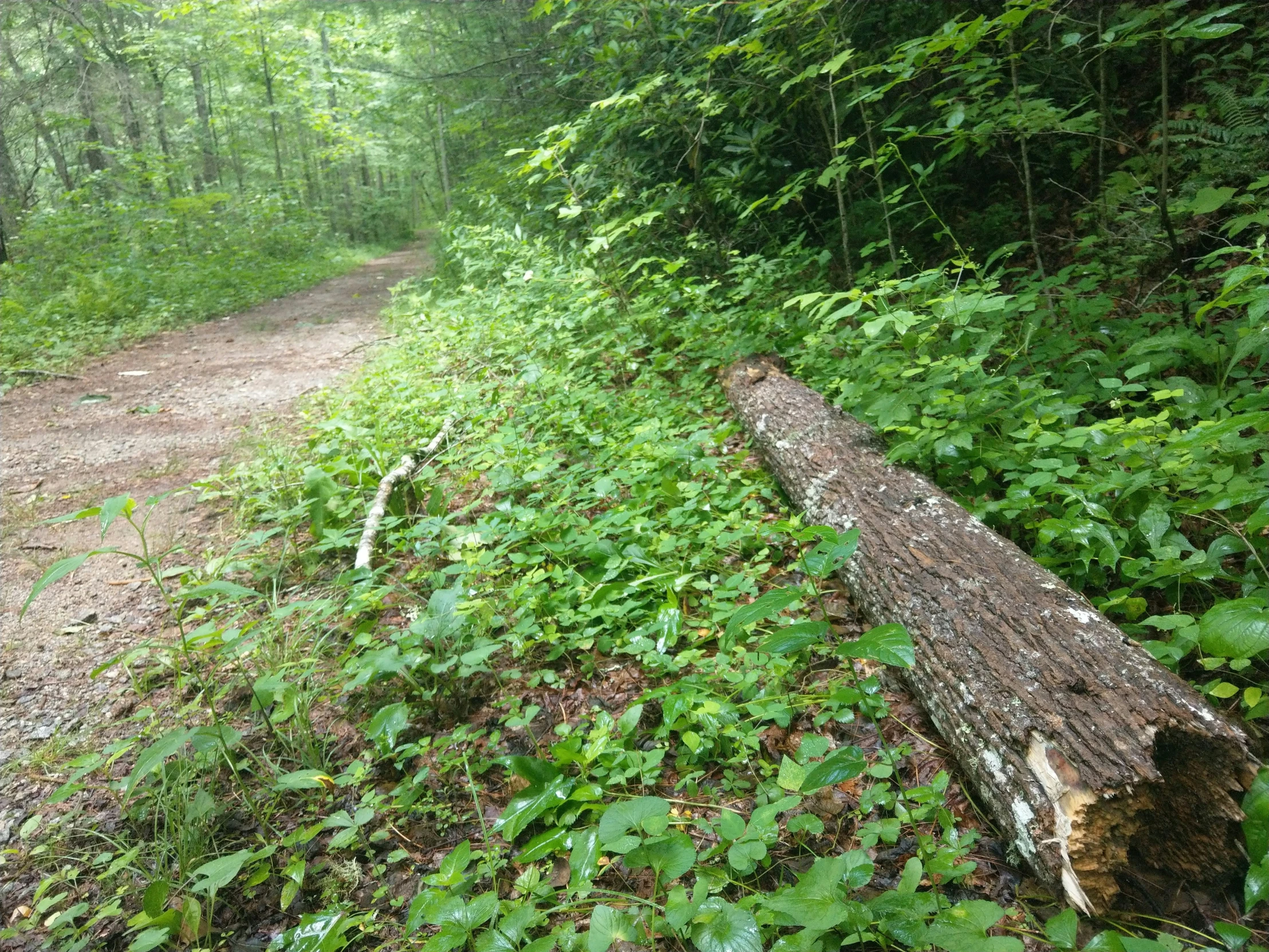 this log is on the side of the dirt road