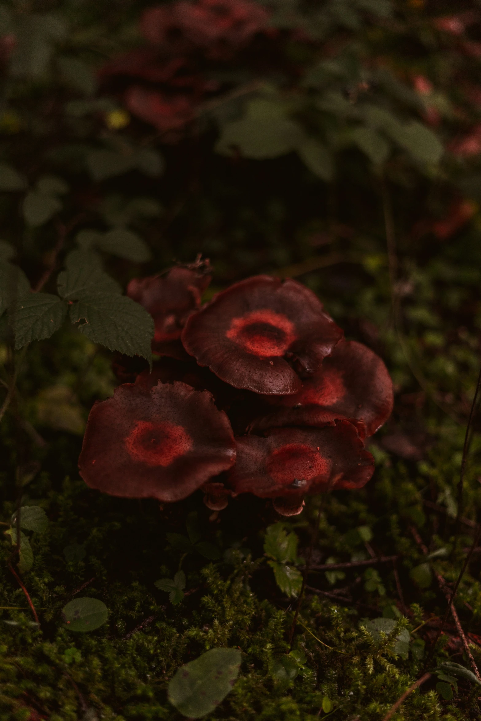 mushrooms growing in the grass near plants