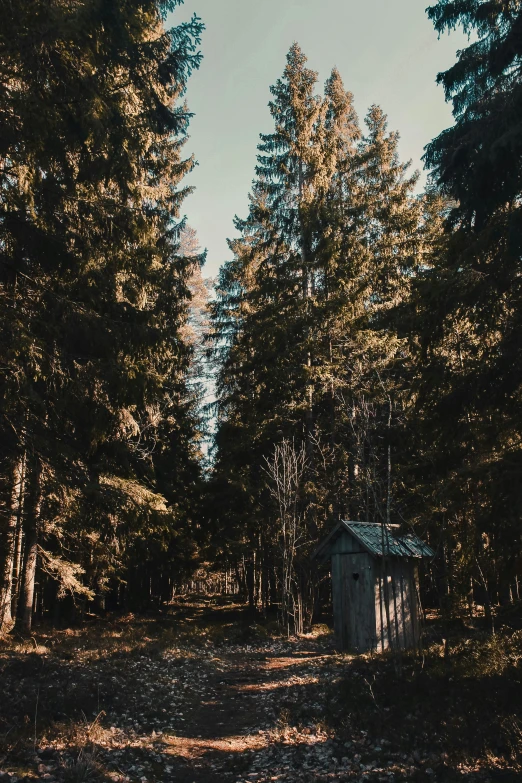 an outhouse stands surrounded by trees and foliage