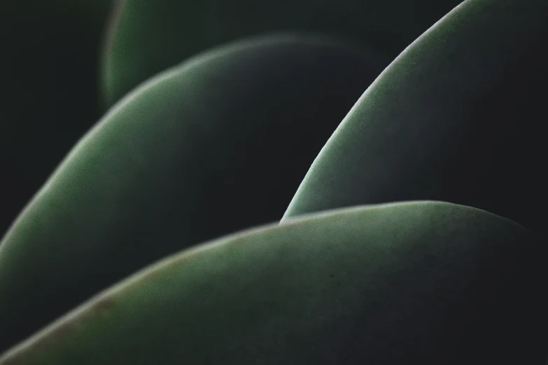 several green flowers are in the dark