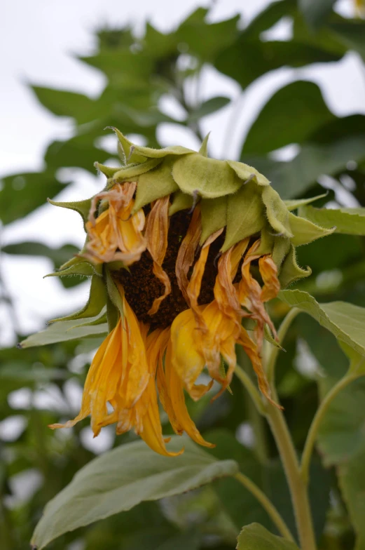 the flowers are very large and open