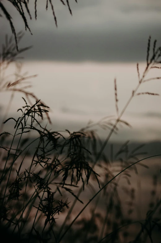 close up view of grassy plants with water in the background