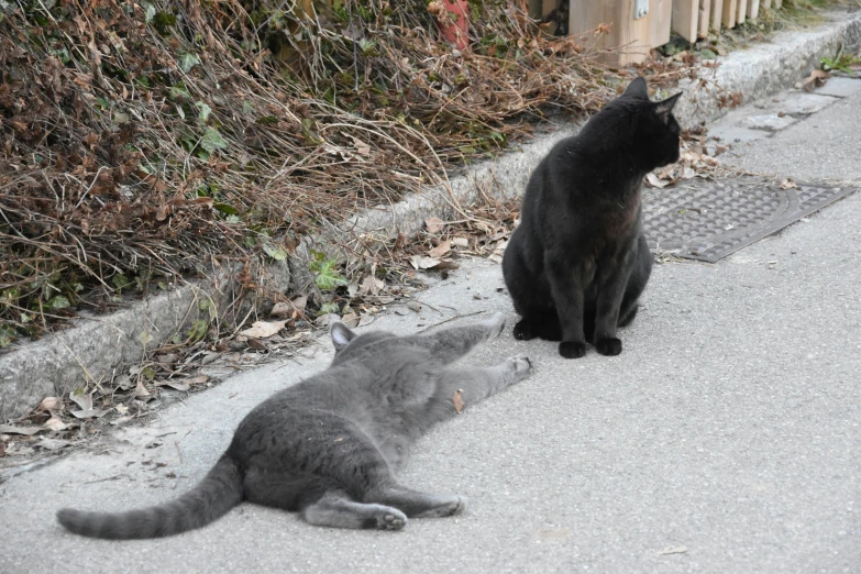 the two cats are facing each other in an outside setting