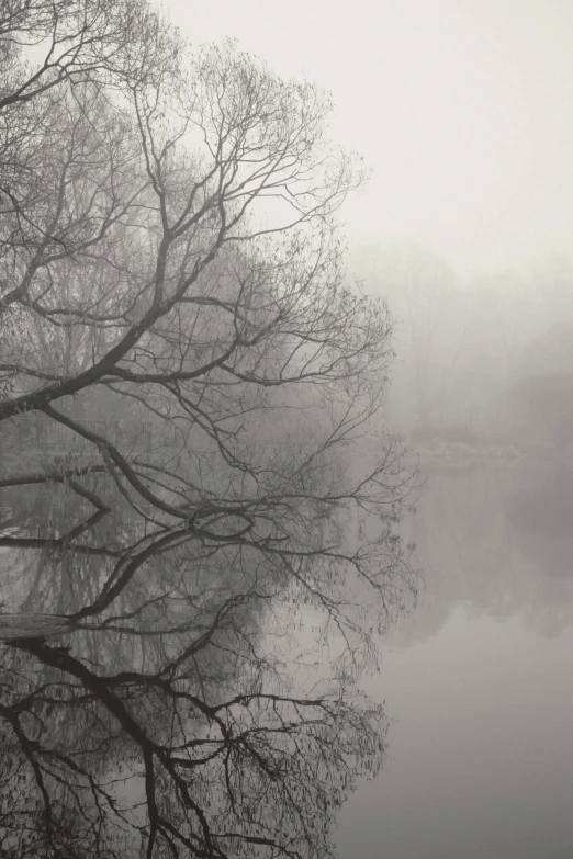 trees in front of a body of water on a foggy day