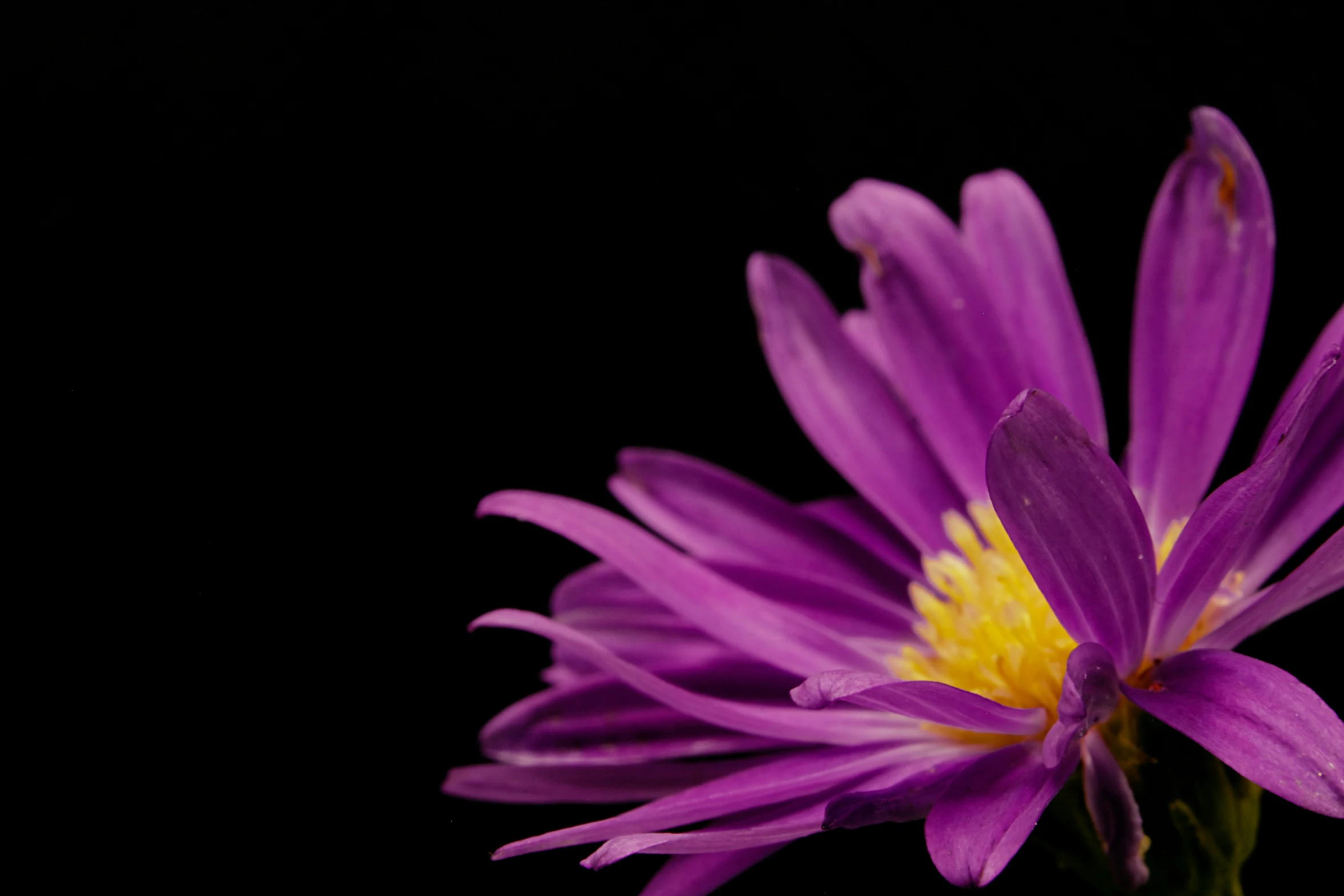 purple flower sitting in front of a black background