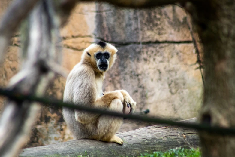 a monkey sits on the ground as it looks out