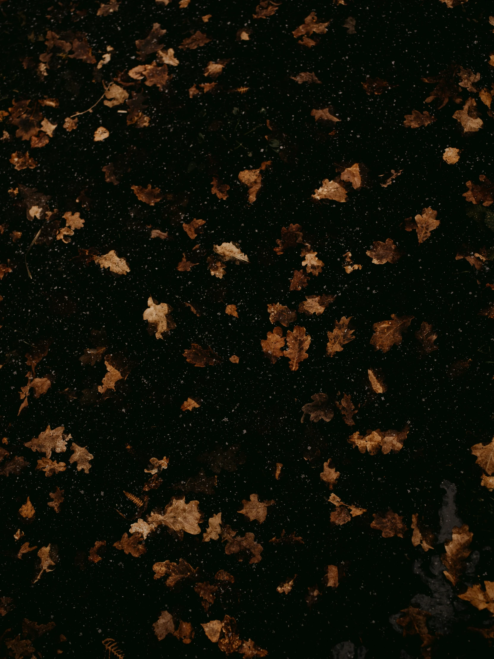 an upclose pograph of leaves scattered on the ground