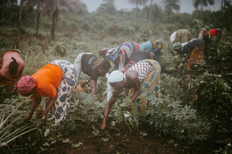 a group of women picking leaves from a plant