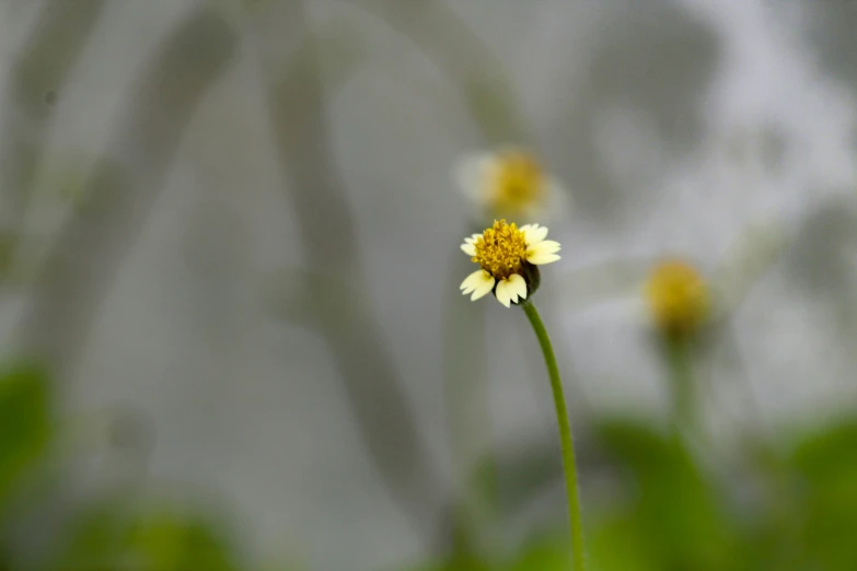 two yellow flowers that are in some grass