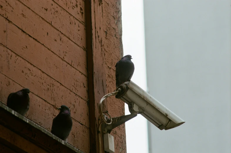 a pigeon is sitting on a camera near birds