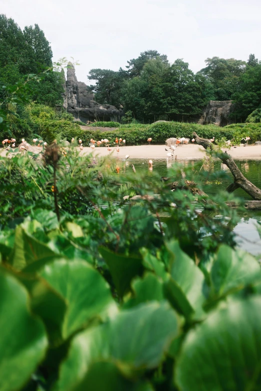 an image of a pond with vegetation surrounding it