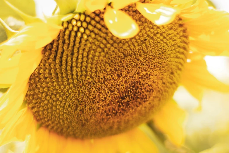 a yellow sunflower with water droplets on it