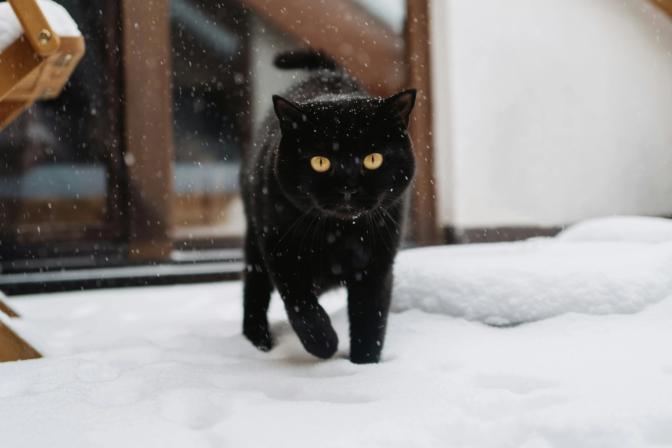 a black cat walking through a snow covered yard