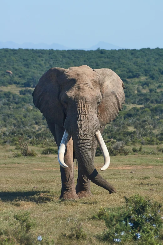 a large elephant with very long tusks walking in a field