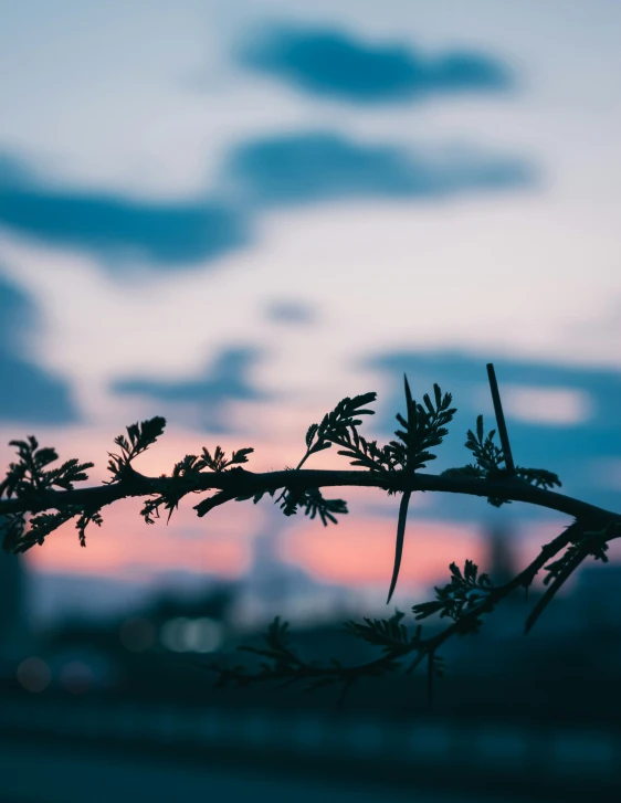 a tree nch has been silhouetted against the sunset