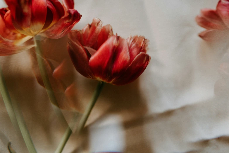 three flowers in the middle of a bouquet of flowers