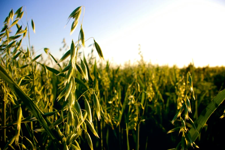 a field with lots of grass and sun