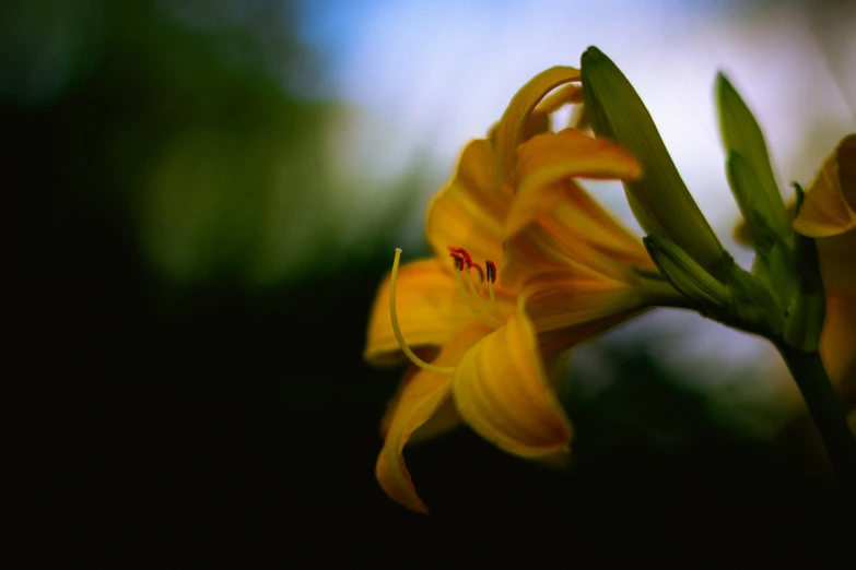 a flower blooming in front of a blurry background