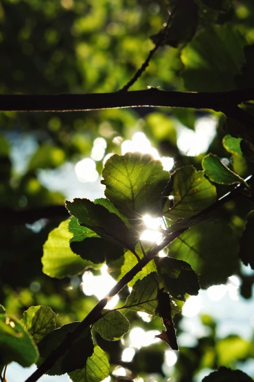 a tree nch with leaves in the sunlight