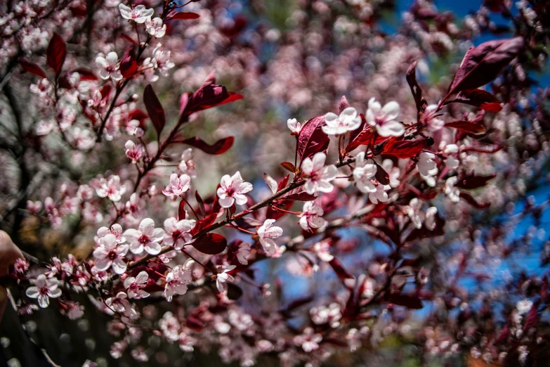 a pink flower is growing on the nch of a tree