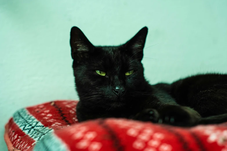 a black cat is lying down on a blanket