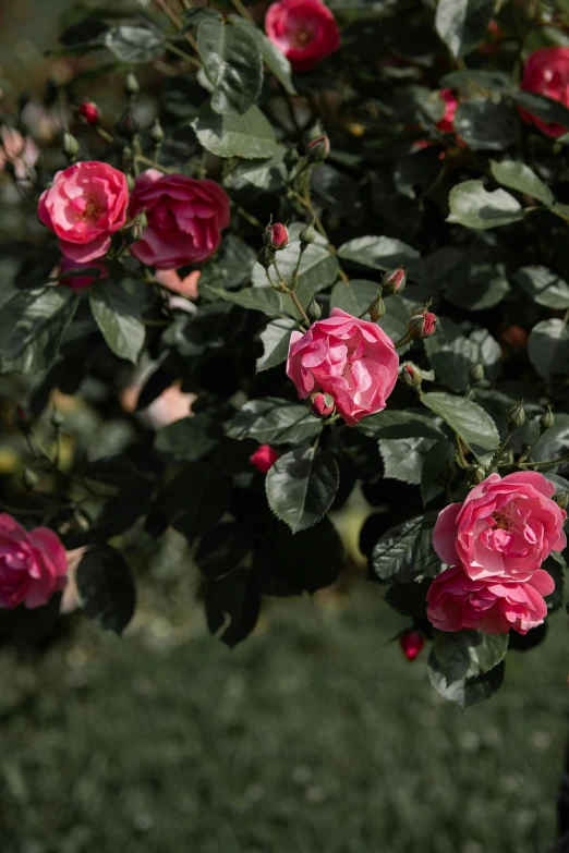 many pink flowers blooming together with dark green leaves