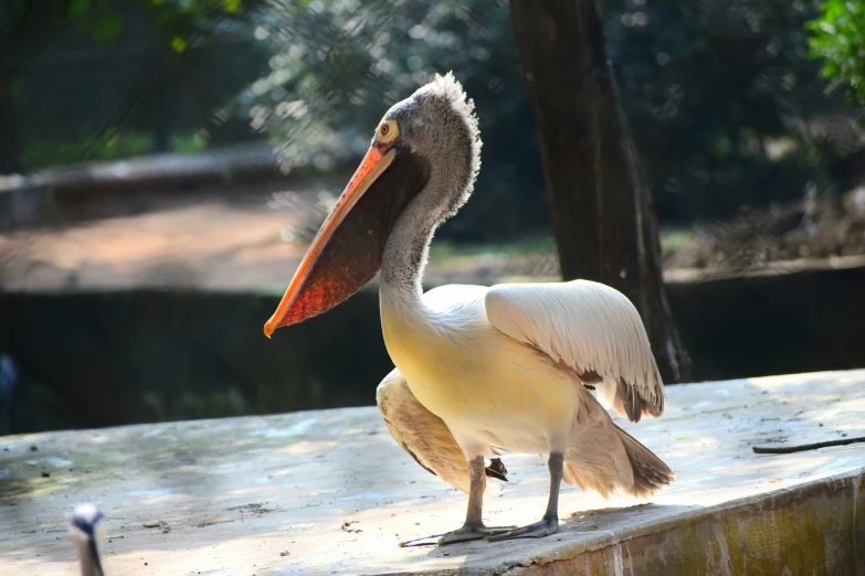 a large pelican standing on top of a wooden plank