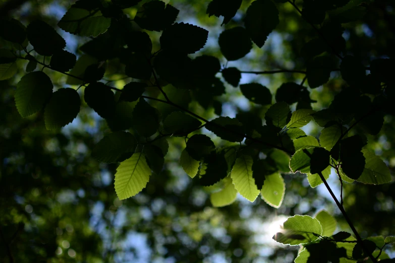 the green leaves and nches of a tree are shining