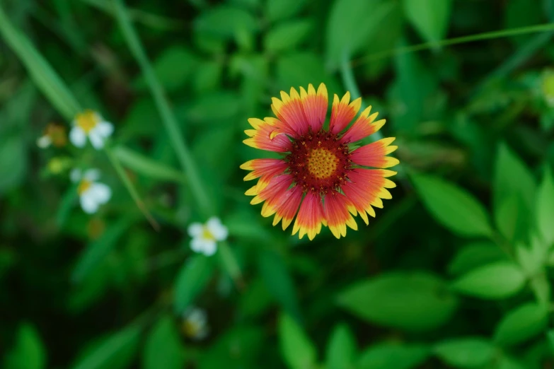 small orange and yellow flower surrounded by greenery