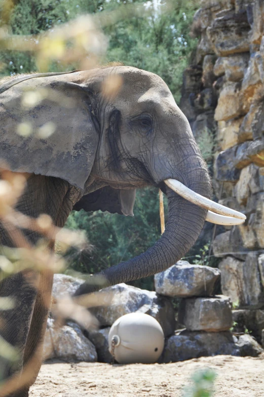 an elephant standing next to a pile of rocks