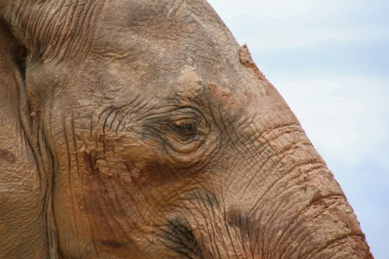 the top portion of an elephant's face with wrinkles
